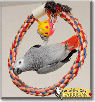 Harrison, the Pet of the Day
