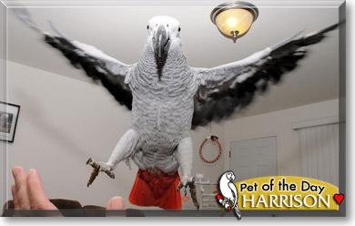 Harrison, the Pet of the Day