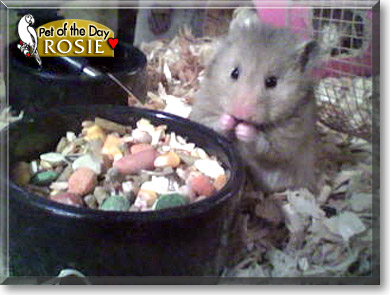 Rosie, the Pet of the Day