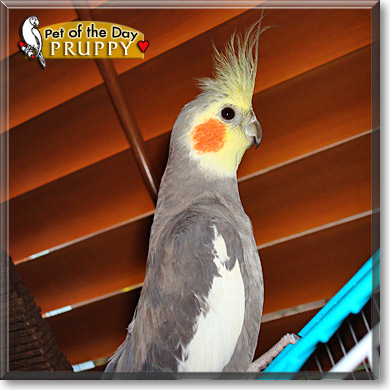 Pruppy, the Pet of the Day