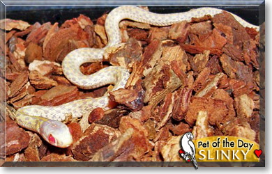 Slinky, the Pet of the Day Slinky, the Pet of the Day