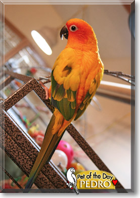 Pedro, the Pet of the Day