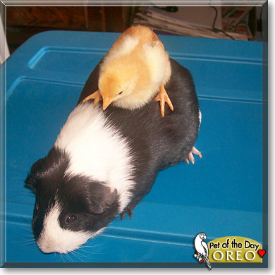 Oreo, the Pet of the Day