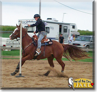 Jake, the Pet of the Day Jake, the Pet of the Day