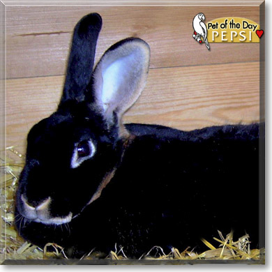 Pepsi, the Pet of the Day