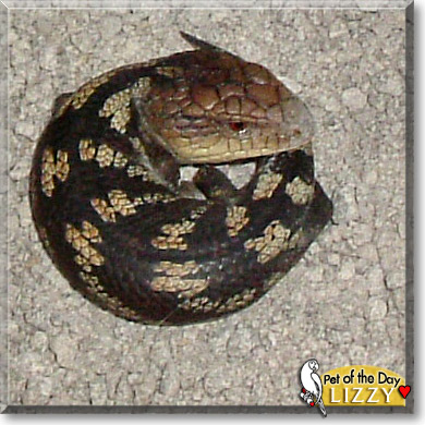 Lizzy, the Pet of the Day