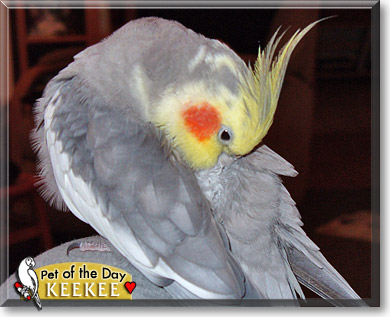 KeeKee, the Pet of the Day KeeKee, the Pet of the Day