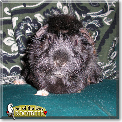 Rootbeer, the Pet of the Day Rootbeer, the Pet of the Day