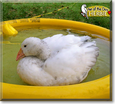 Herbie, the Pet of the Day
