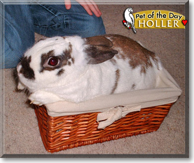 Holler, the Pet of the Day