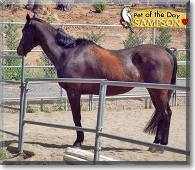 Sampson, the Pet of the Day