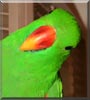 Cash the Vos Marie Eclectus