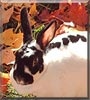 Skittles the Standard Rex Rabbit