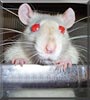Lucy the Rat