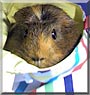 Cucumber the Guinea Pig