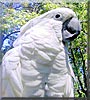 Luigi the Umbrella Cockatoo