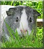 Pippa the Guinea Pig