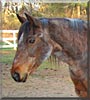 Ziggy the Morgan, Quarter Horse