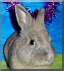 Butters the Rabbit