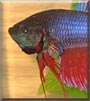 Dasher the Betta Fish