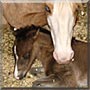 Annie the Quarter Horse