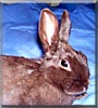 Cocoa the Polish Rabbit