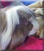 Oreo the Peruvian Guinea pig