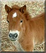Bambi the Shetland Pony