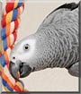 Harrison the African Grey