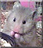 Rosie the Teddy Bear Hamster