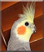 Pruppy the Cockatiel