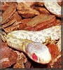 Slinky the Garter Snake