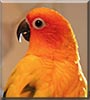 Pedro the Sun Conure