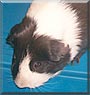 Oreo the Guinea Pig