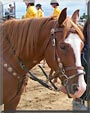 Jake the Quarter horse
