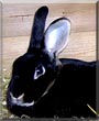 Pepsi the Rex mix Rabbit