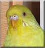 Picasso the Lutino Budgie