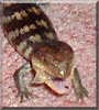 Lizzy the Blue tongued Lizard