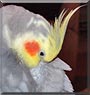 KeeKee the Cockatiel