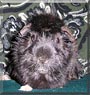 Rootbeer the Abyssinian Guinea Pig