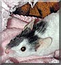 Ginger the Mouse
