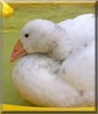 Herbie the Domestic Goose