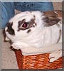 Holler the Mini Rex, Dutch Rabbit