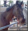 Sampson the Thoroughbred Horse