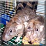 Blackjack, Baron the Dumbo Rex Rats