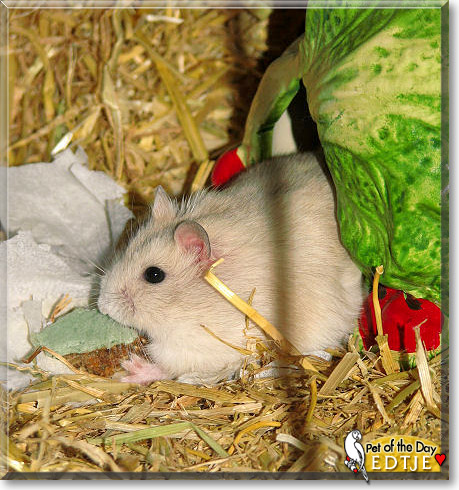 Edtje, the Pet of the Day Edtje, the Pet of the Day