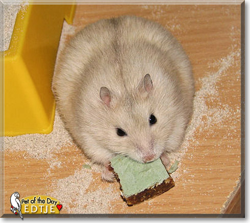 Edtje, the Pet of the Day Edtje, the Pet of the Day
