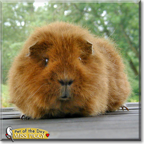Miss Piggy, the Pet of the Day Miss Piggy, the Pet of the Day