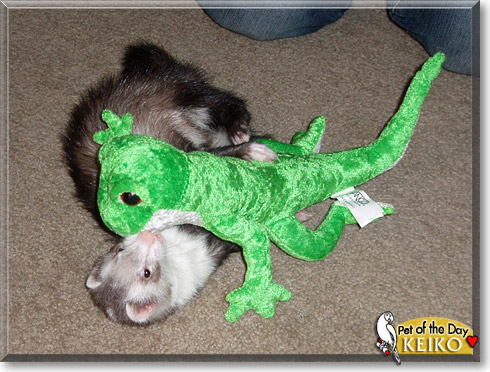 Keiko, the Pet of the Day