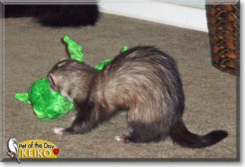 Keiko, the Pet of the Day